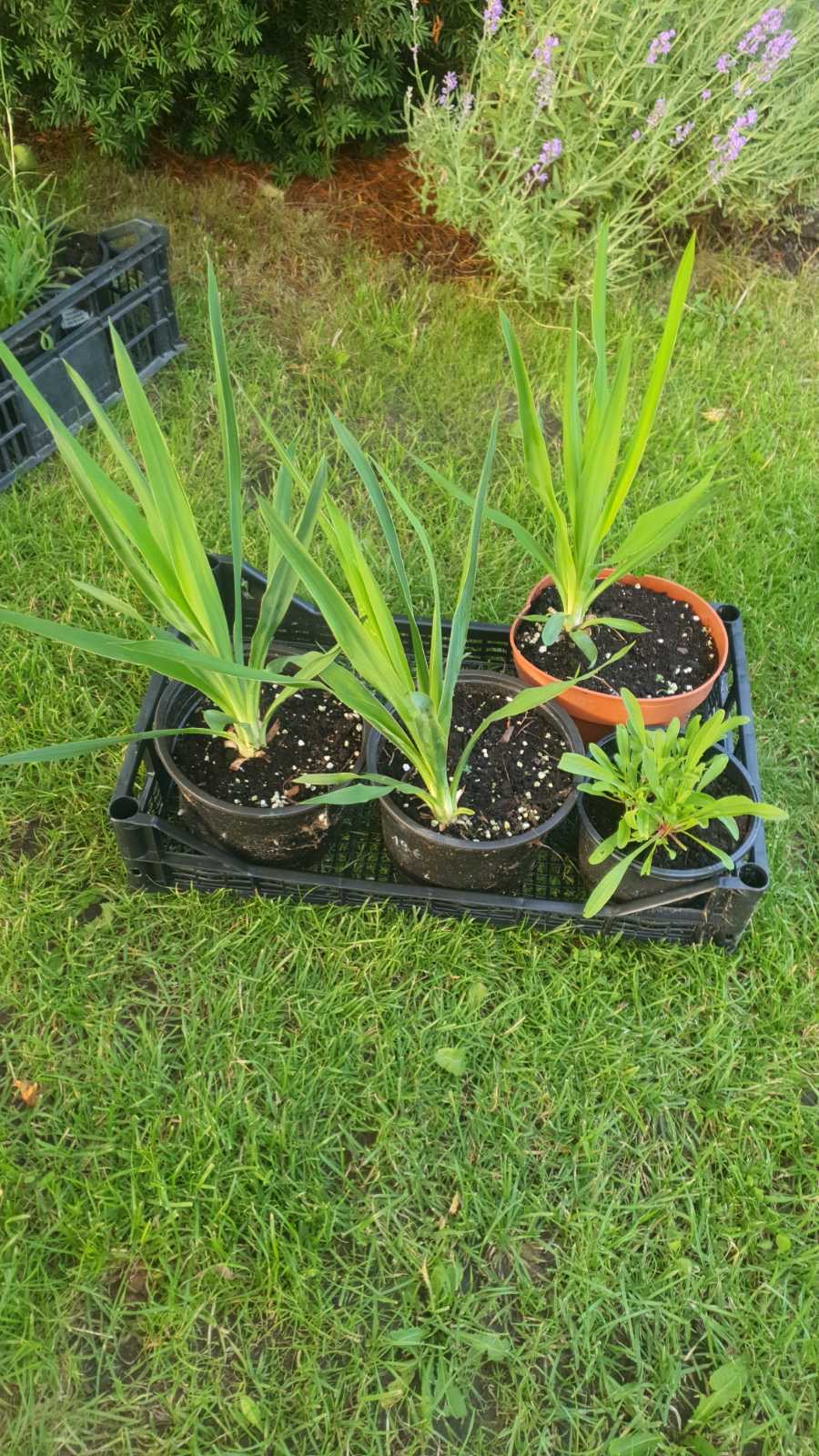 Augalai Klaipėda-Šiauliai