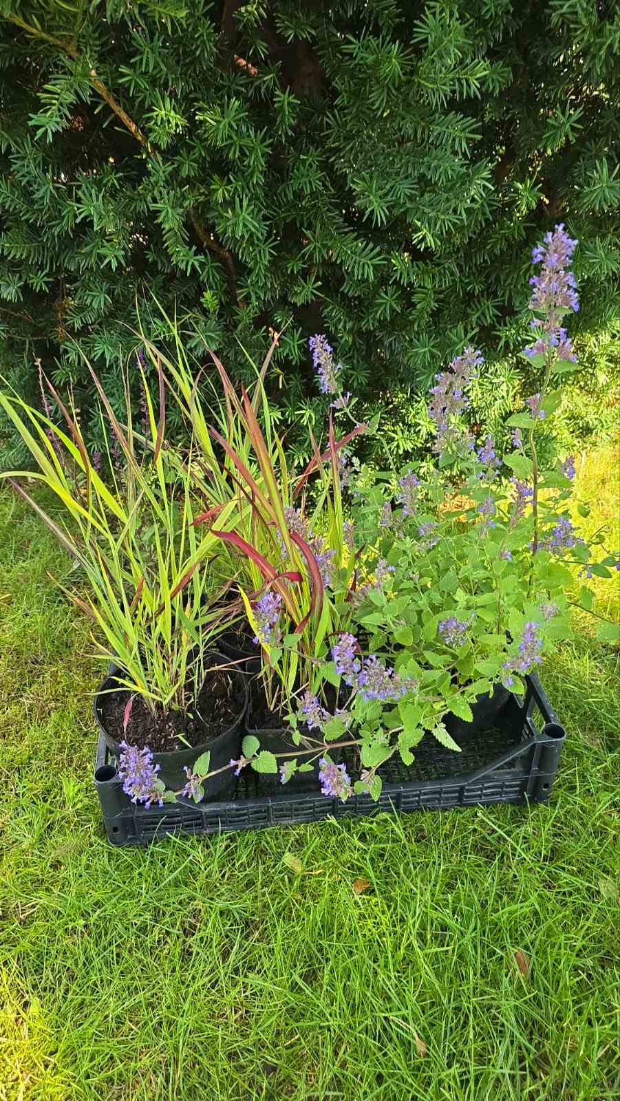 Augalai Klaipėda-Vilnius