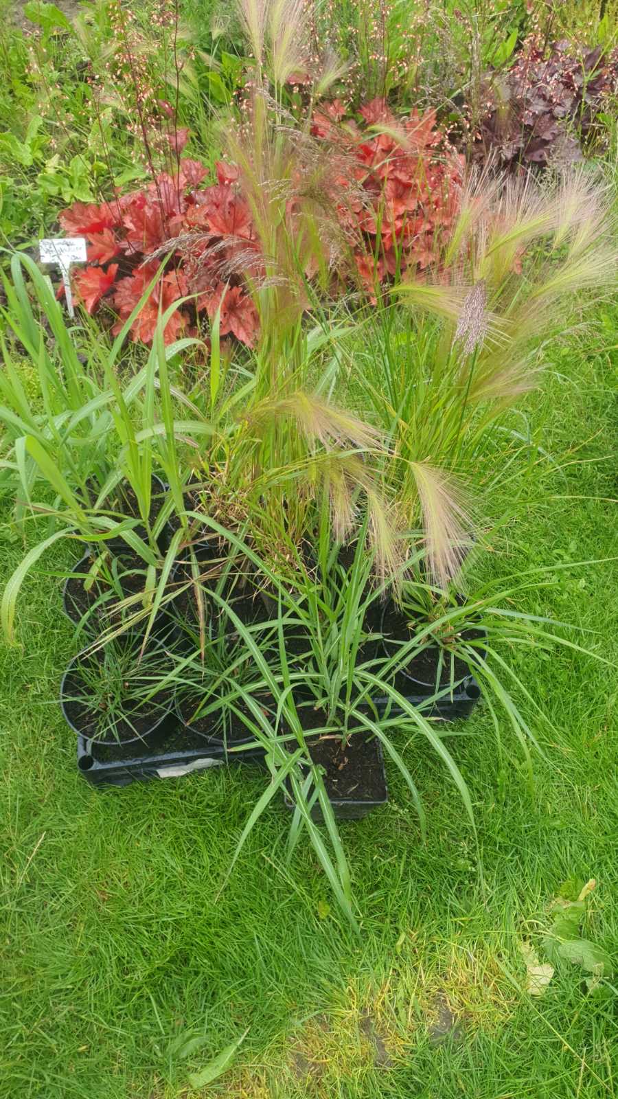 Augalai Klaipėda-Kaunas