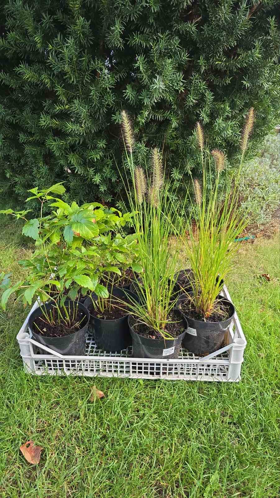 Augalai Klaipėda-Kelmės raj