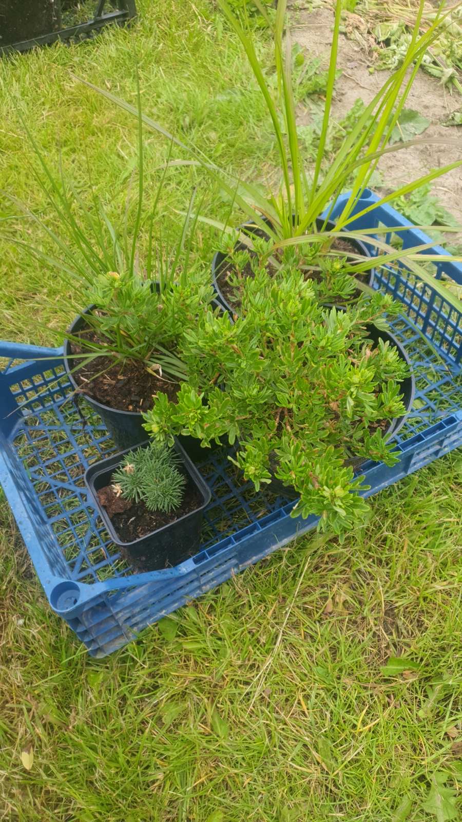 Augalai Klaipėda-Molėtų raj