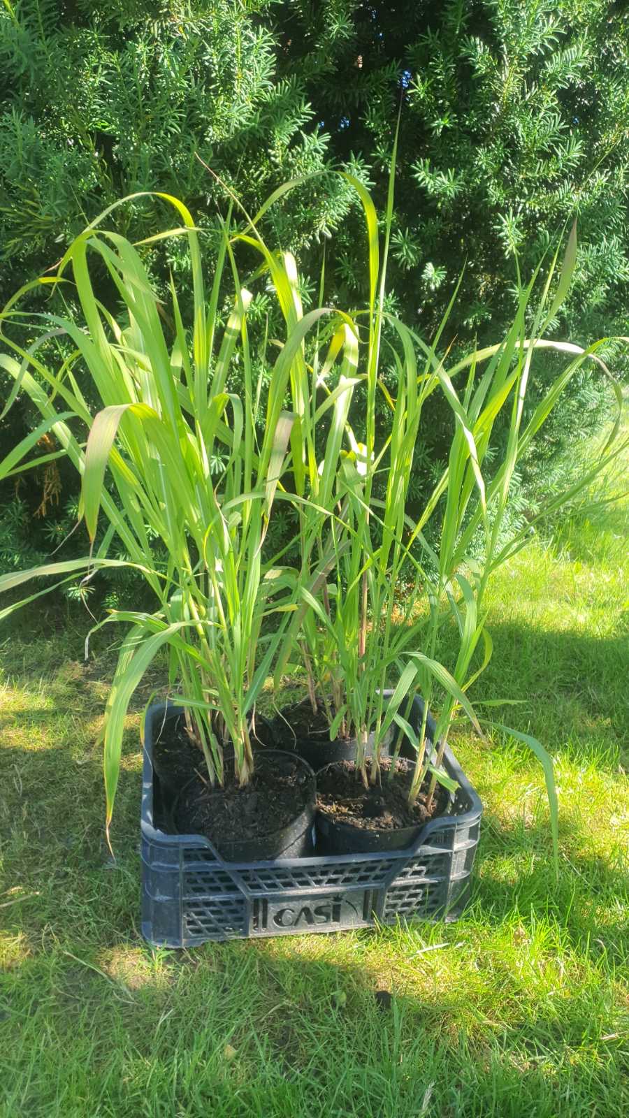 Augalai Klaipėda-Kaunas