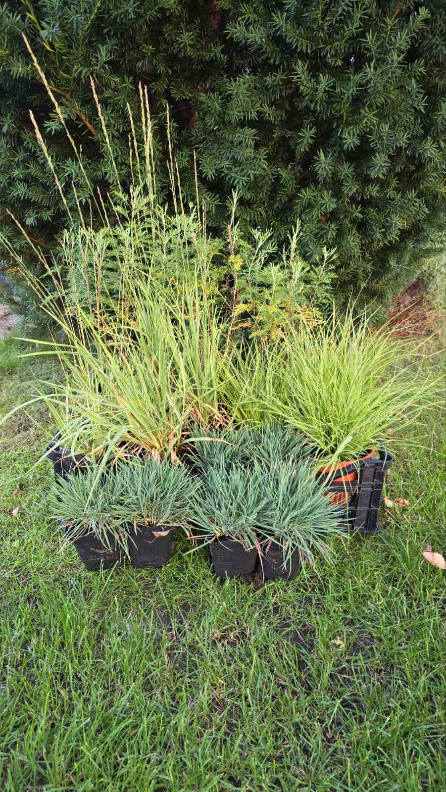 Augalai Klaipėda-Vilnius