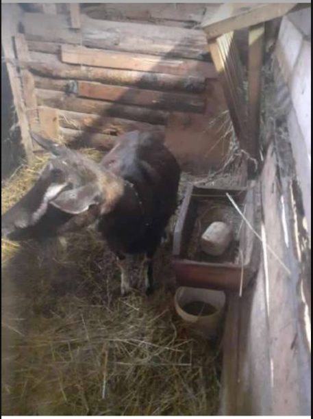 2 ožkos Kaunas-K. Naumiestis