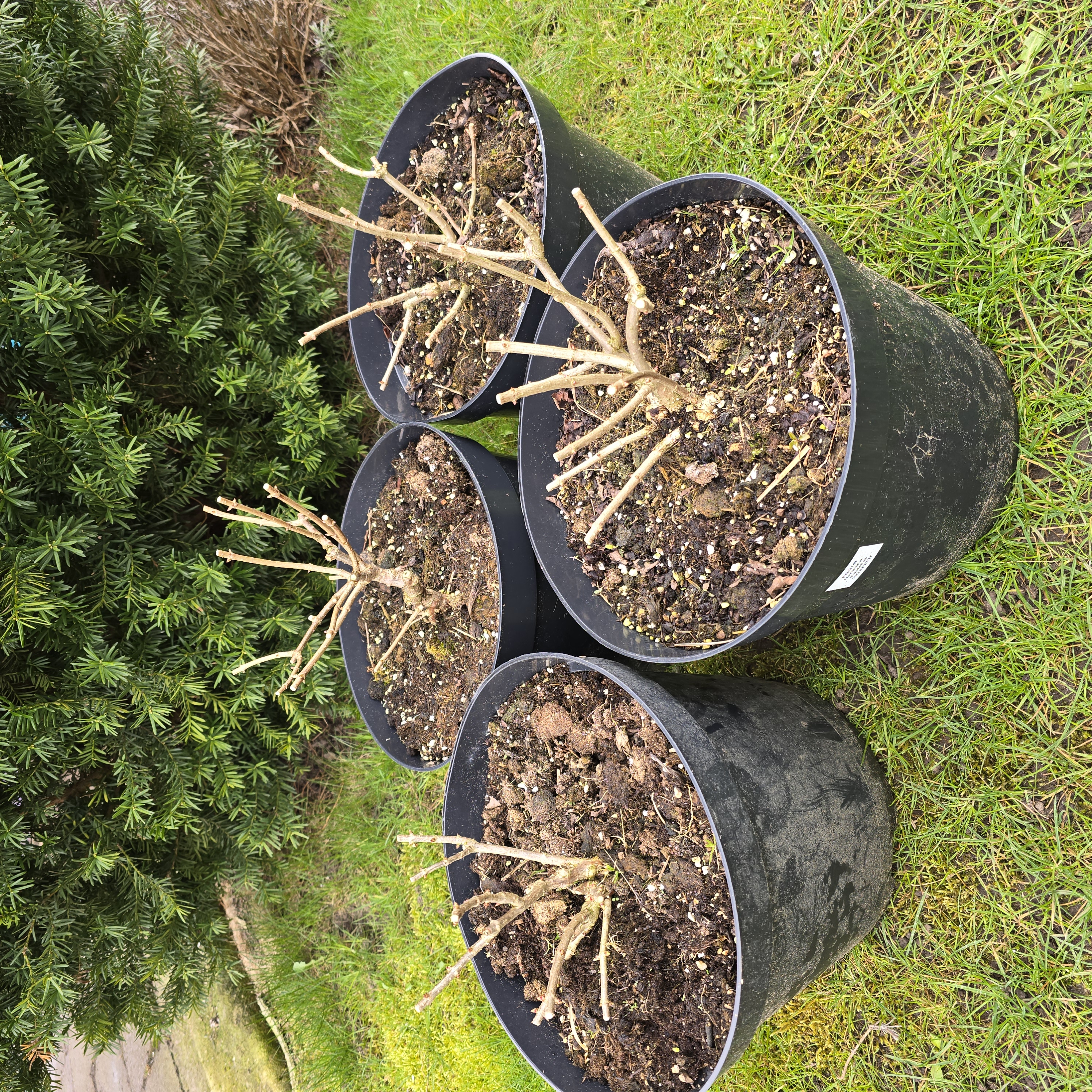 Augalai, 4 vazonai, 10 l