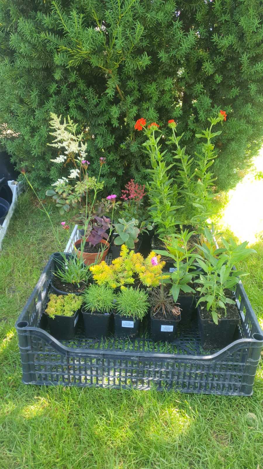 Augalai Klaipėda-Vilkaviškis