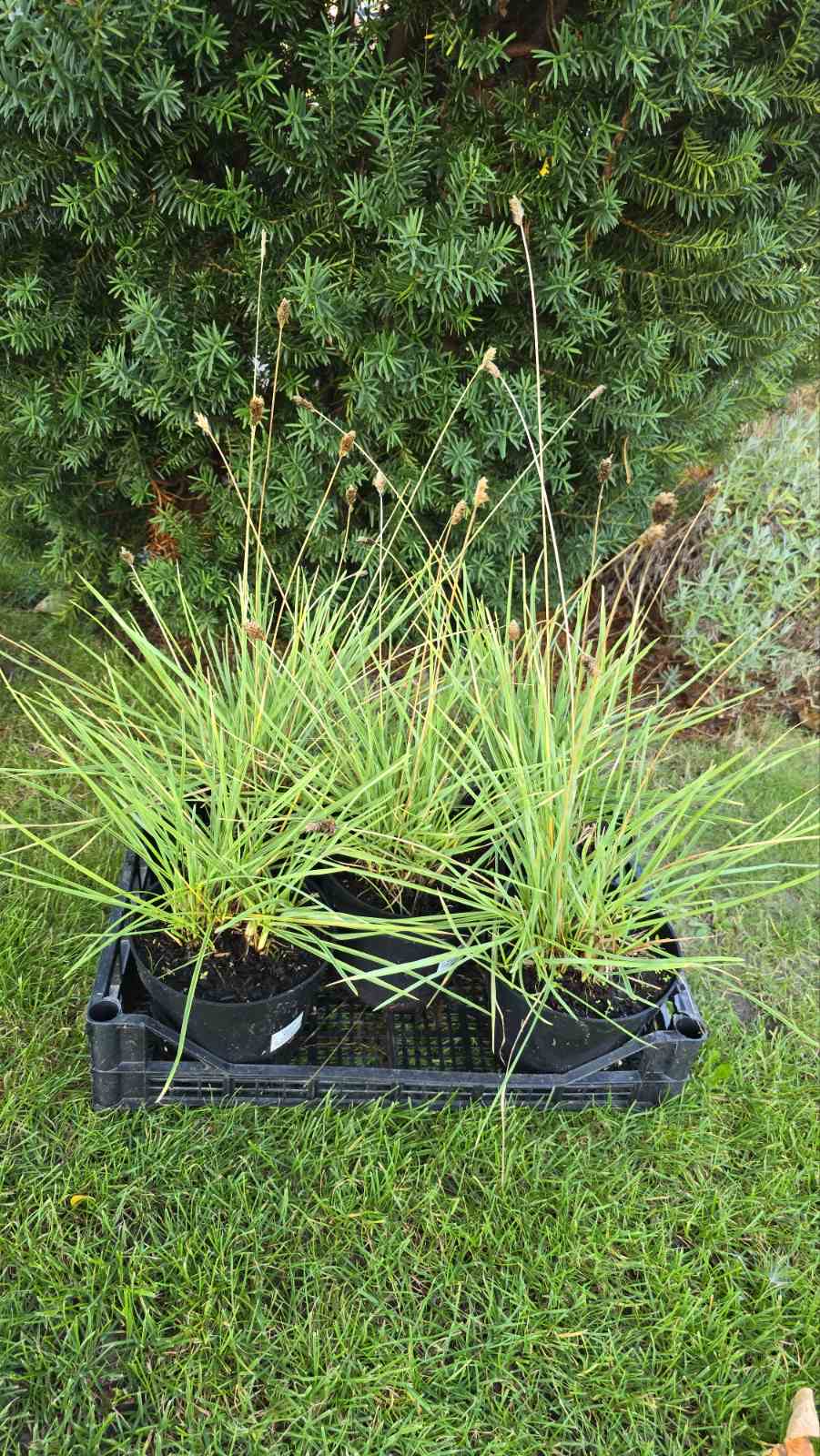 Augalai Klaipėda-Vilnius