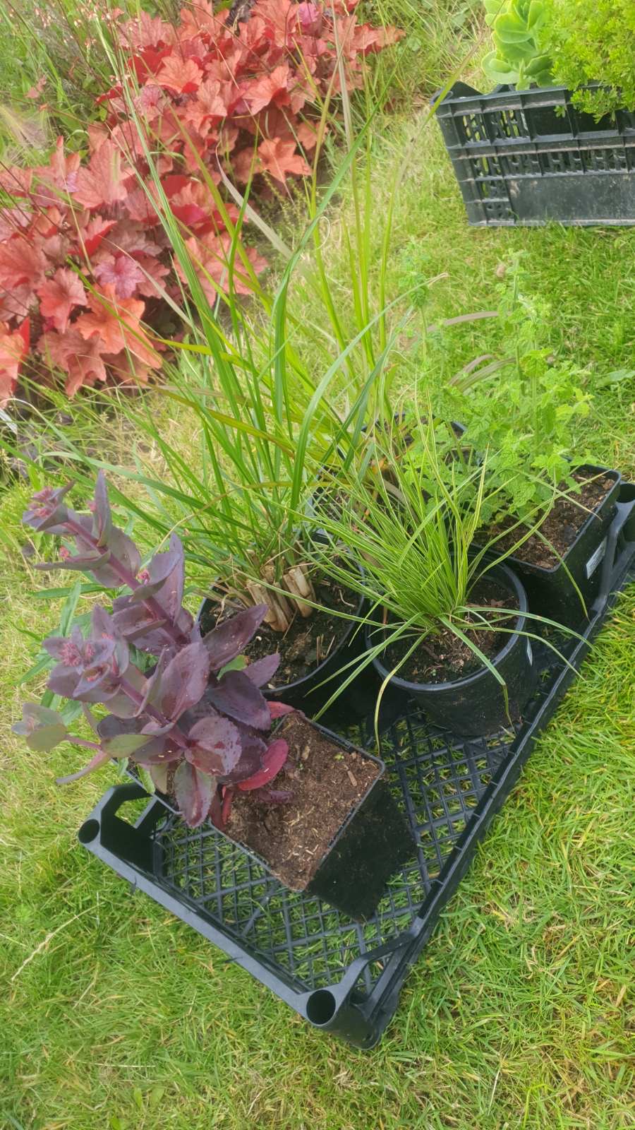 Augalai Klaipėda-Mažeikai