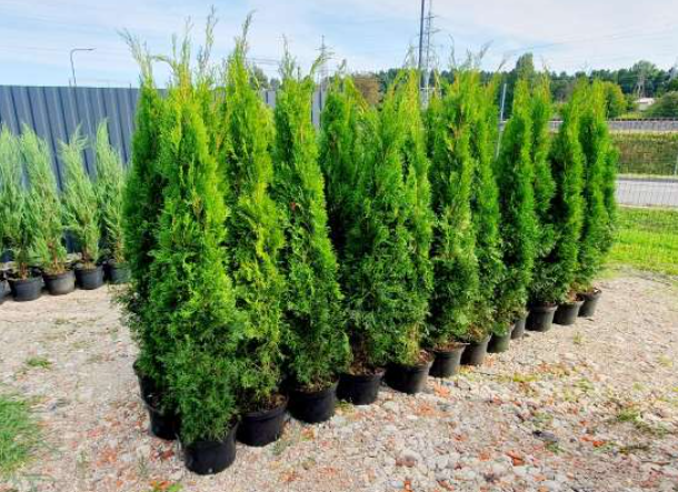 20 Tujos sodinukų Vilnius raj-Rokiškis