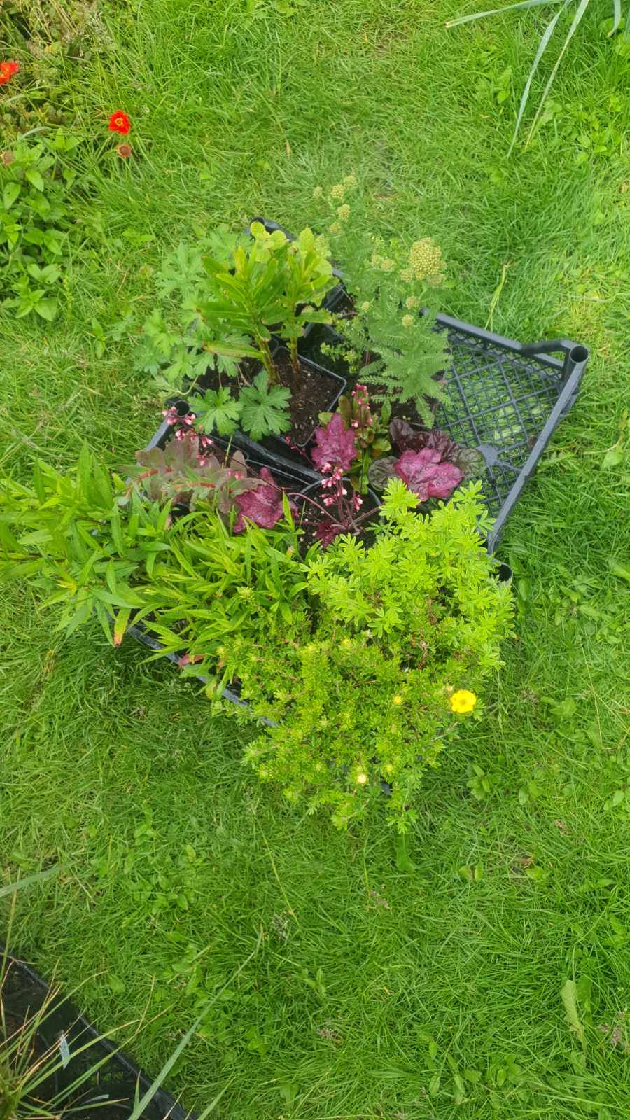 Augalai Klaipėda-Raseiniai Akstinų km