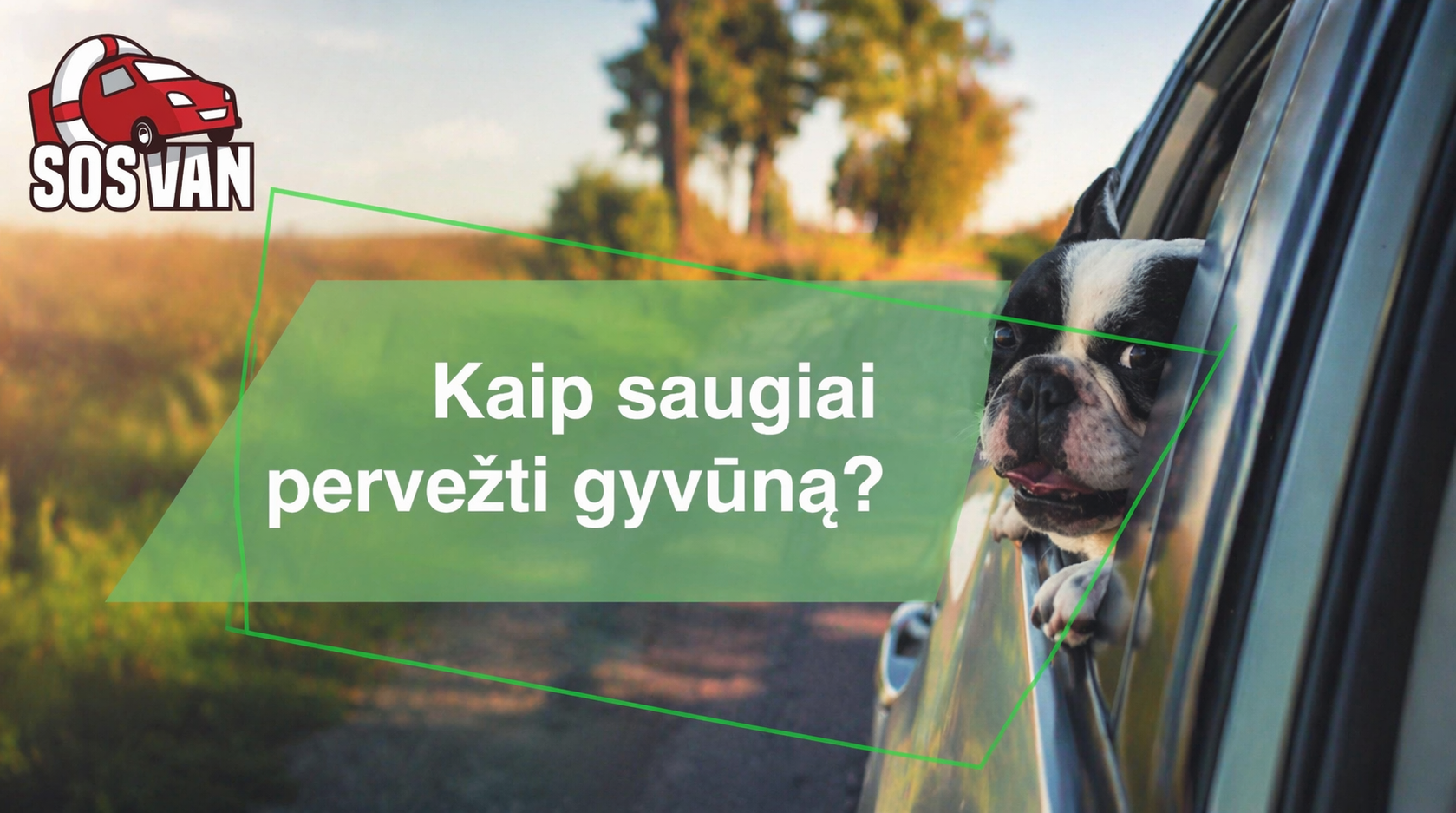 How to transport an animal safely?